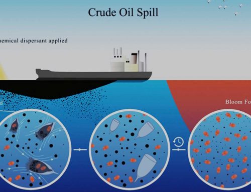 Le pétrole et les dispersants peuvent aider à démarrer les marées rouges